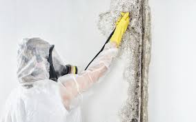 Biohazard Mold Removal in Buffalo, OK